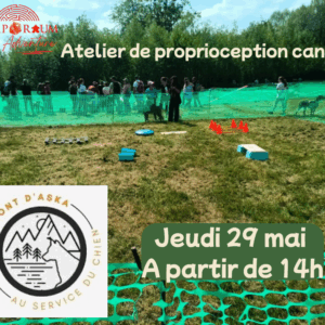 Atelier de proprioception canine