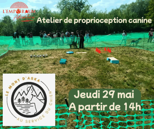 Atelier de proprioception canine